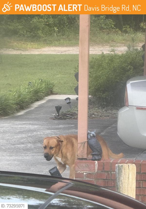 Surrendered Male Dog last seen Lone oak, Davis Bridge Rd, NC 28371