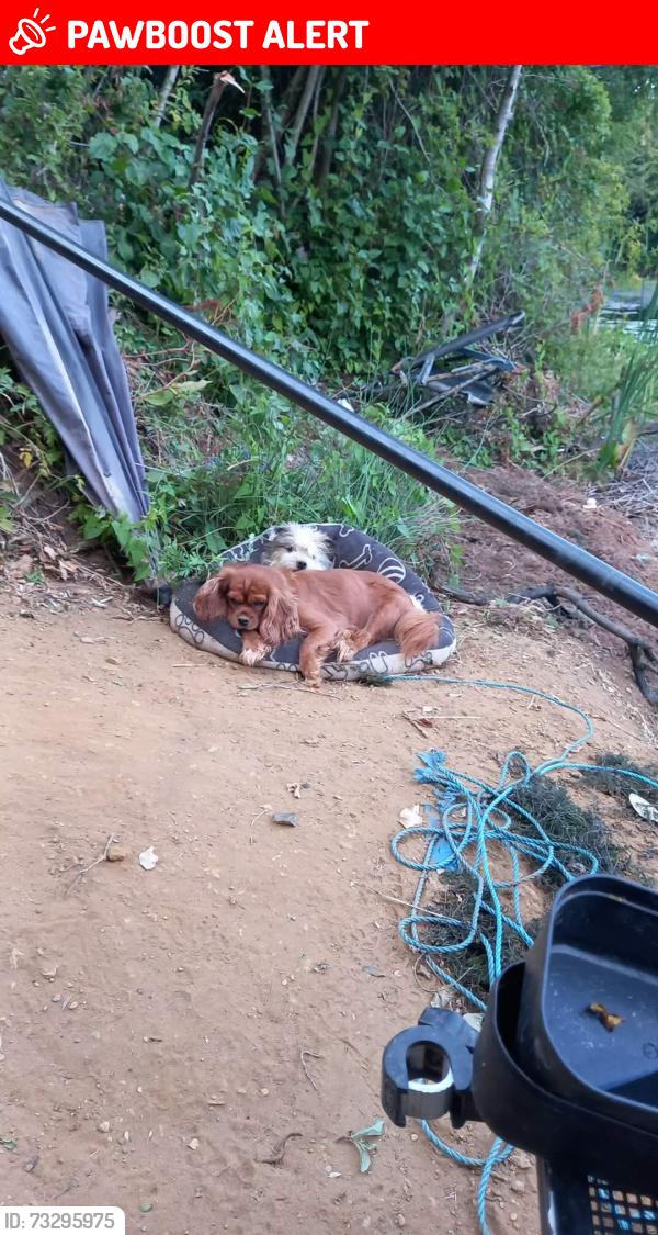 Lost Female Dog last seen Millfield Terrace, Lincolnshire, England 