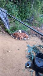 Lost Female Dog last seen Millfield Terrace, Lincolnshire, England 