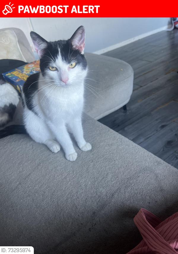 Lost Male Cat last seen Bredon road, West Midlands, England 