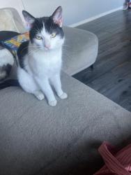 Lost Male Cat last seen Bredon road, West Midlands, England 