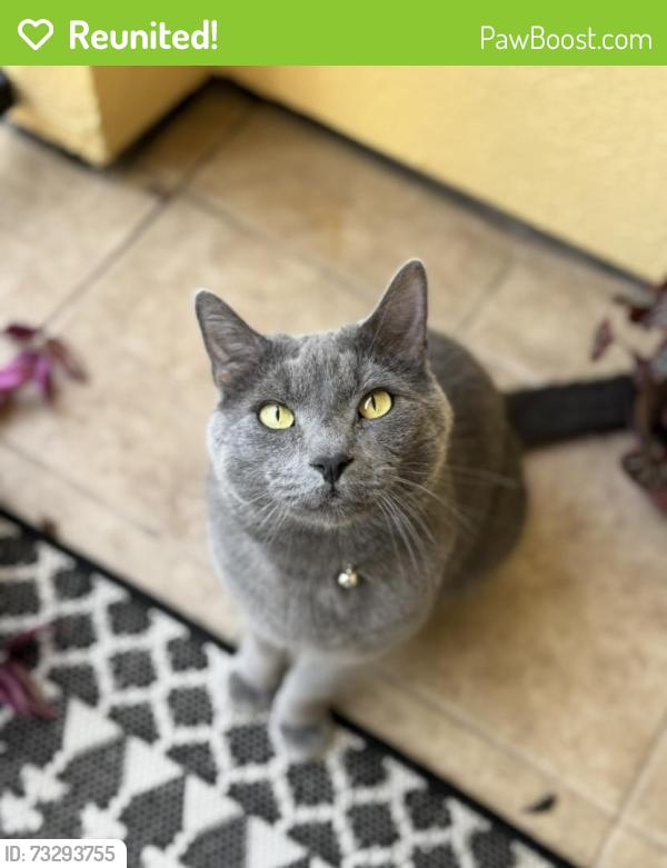 Reunited Male Cat last seen Pearl Lake Causeway and West Town Parkway, Altamonte Springs, FL 32714