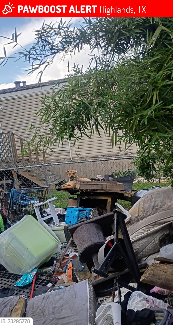 Lost Male Dog last seen Near Avenue E highland tx, Highlands, TX 77562