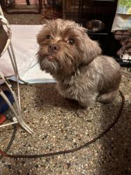 Lost Male Dog last seen Church Street, Orlando, FL 32805