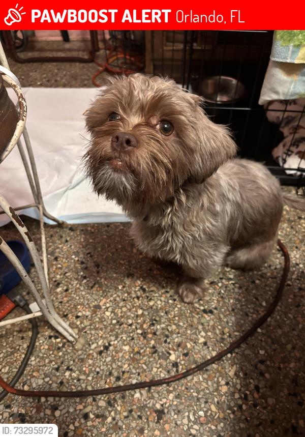 Lost Male Dog last seen Church Street, Orlando, FL 32805