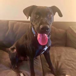 Reunited Male Dog last seen In neighbordhood, Dillsburg, PA 17019