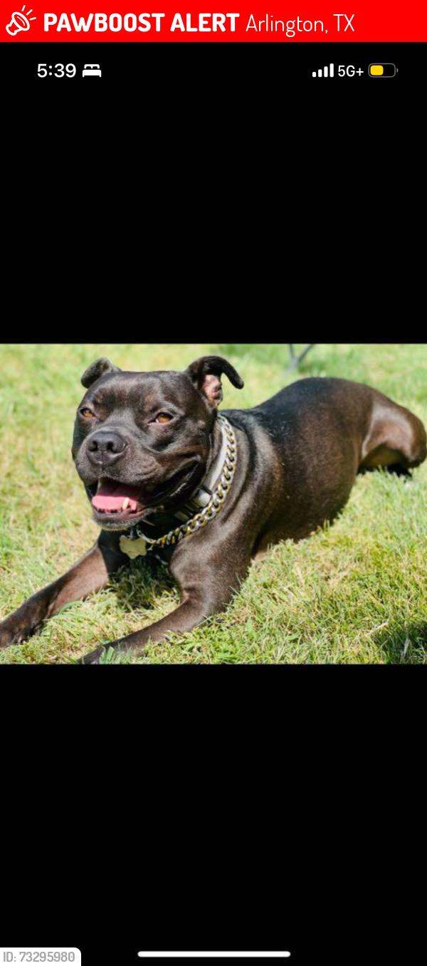 Lost Male Dog last seen Green oaks and 360 right accross from the Kroger, Arlington, TX 76018