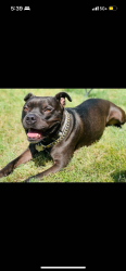 Lost Male Dog last seen Green oaks and 360 right accross from the Kroger, Arlington, TX 76018