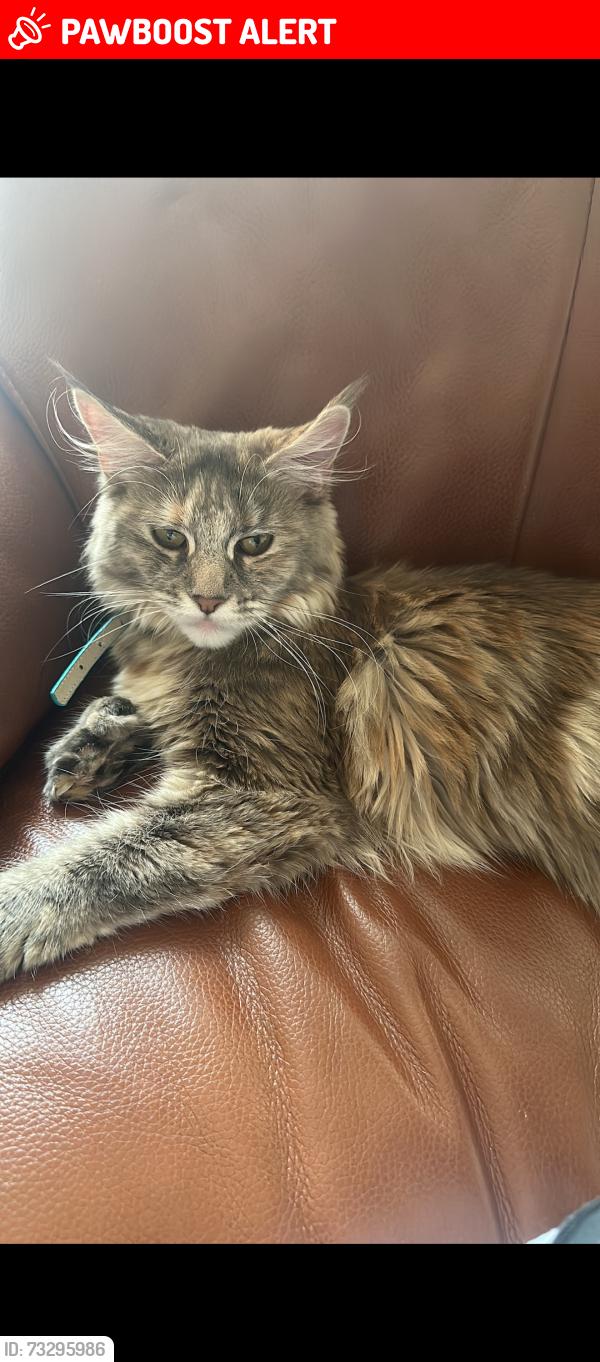 Lost Female Cat last seen Westway close , Raynes Park, Raynes Park, England SW20 9LN