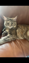 Lost Female Cat last seen Westway close , Raynes Park, Raynes Park, England SW20 9LN