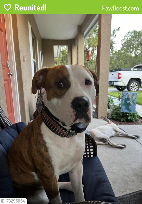 Reunited Male Dog last seen Near w cross dr, Citrus Springs, FL 34433