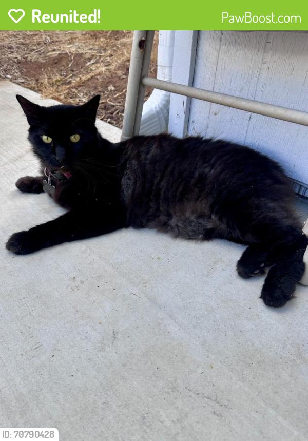 Reunited Male Cat last seen First/Greta/Mollison, El Cajon, CA 92021