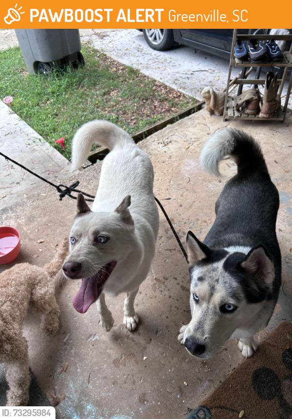 Found/Stray Male Dog last seen Near Judson mill, Greenville, SC 29611