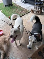 Found/Stray Male Dog last seen Near Judson mill, Greenville, SC 29611