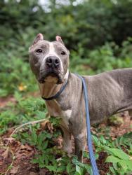 Shelter Stray Male Dog last seen CHARLOTTE, 8315 Byrum Dr, Charlotte, NC 28217, USA