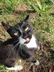 Reunited Female Cat last seen Deer Run Dr, Lake Wales, FL 33898