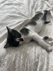 Reunited Female Cat last seen Jefferson Ave, Hawthorne, CA 90250, USA, Hawthorne, CA 90250