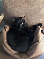 Lost Male Cat last seen Between Douglas and Midwest boulevard and Covell and Midwest boulevard, Edmond, OK 73034