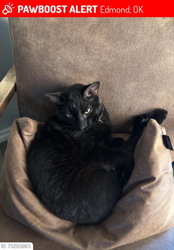 Lost Male Cat last seen Between Douglas and Midwest boulevard and Covell and Midwest boulevard, Edmond, OK 73034