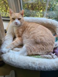 Reunited Male Cat last seen Waldren Way, Waldren Drive, Lorton, VA 22079