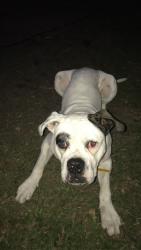 Reunited Male Dog last seen Bradman Street, Sunnybank Hills, QLD 