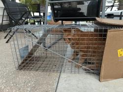 Reunited Male Cat last seen Donaldson Dr and Holston Way, wedgewood groves Orlando Fl Conway neighborhood, Orlando, FL 32812