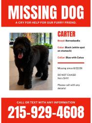 Reunited Male Dog last seen Near 18th st., Philadelphia, PA 19130