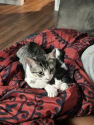 Reunited Female Cat last seen Forrest heights, Athens, GA 30606