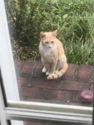 Found/Stray Unknown Cat last seen Churchill glenn, Chantilly, VA 20152