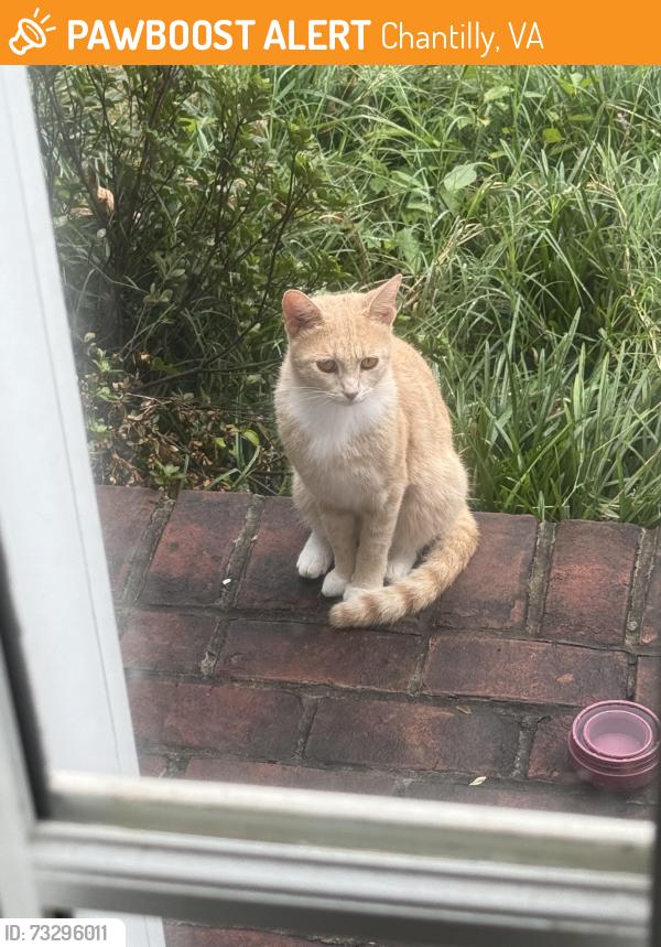 Found/Stray Unknown Cat last seen Churchill glenn, Chantilly, VA 20152