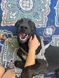 Found/Stray Male Dog last seen Right in front of the Beltline Road exit sign off of 67., Decatur, AL 35601