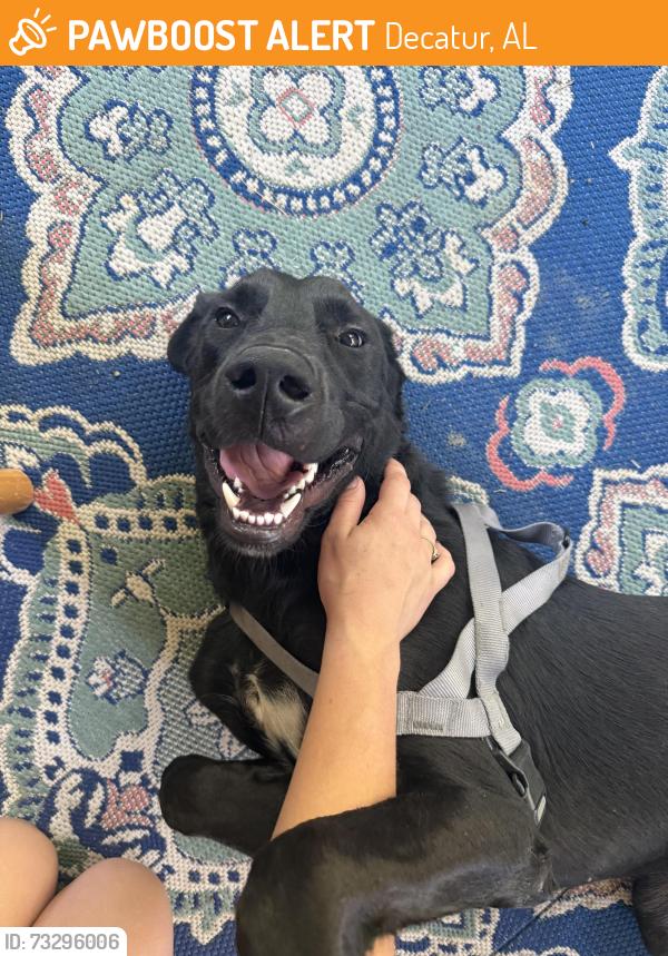 Found/Stray Male Dog last seen Right in front of the Beltline Road exit sign off of 67., Decatur, AL 35601