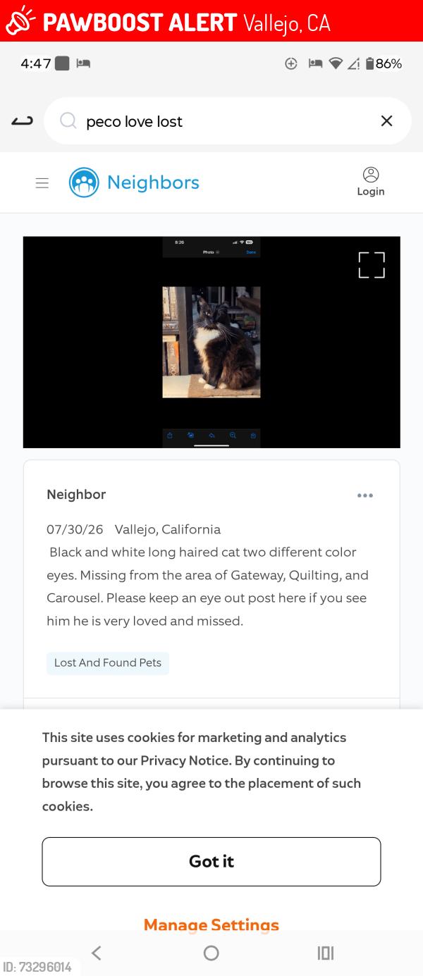 Lost Male Cat last seen Alabama and marin street, Vallejo, CA 94590