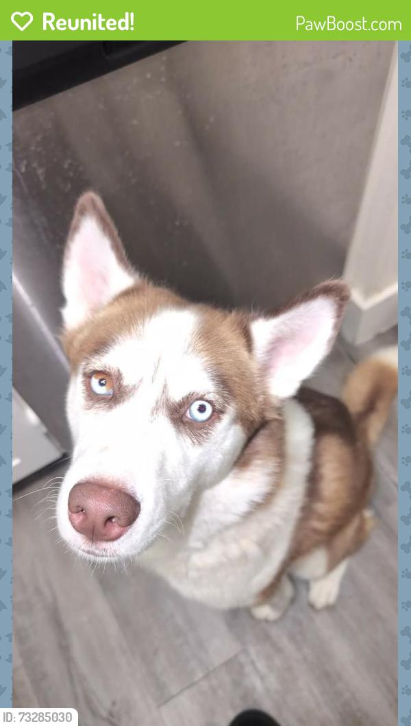 Reunited Female Dog last seen W Jefferson Street in Peoria or Phoenix, Peoria, AZ 85345