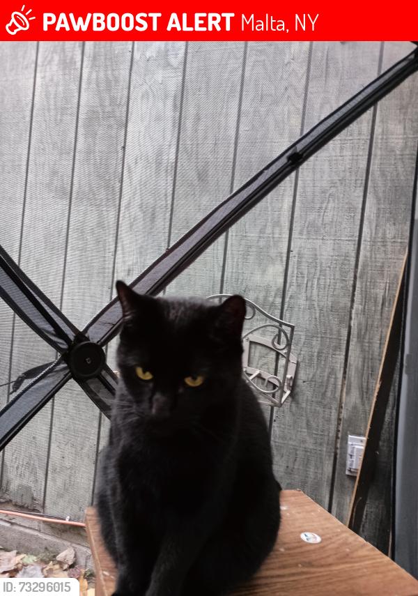 Lost Female Cat last seen luther forrest area, Malta, NY 12020