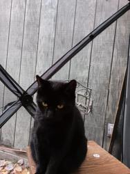Lost Female Cat last seen luther forrest area, Malta, NY 12020