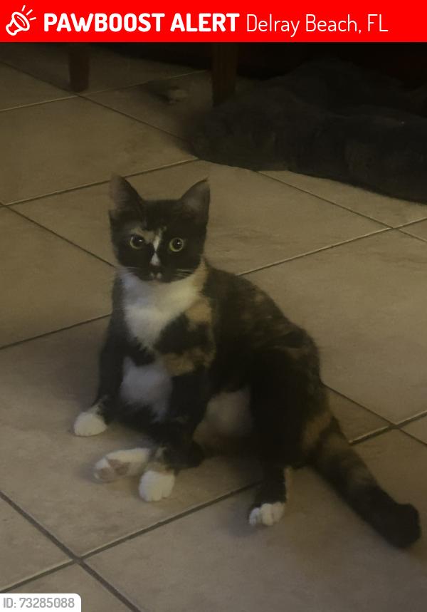 Lost Female Cat last seen Barwick and Lake Ida, Delray Beach, FL 33445