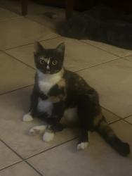 Lost Female Cat last seen Barwick and Lake Ida, Delray Beach, FL 33445