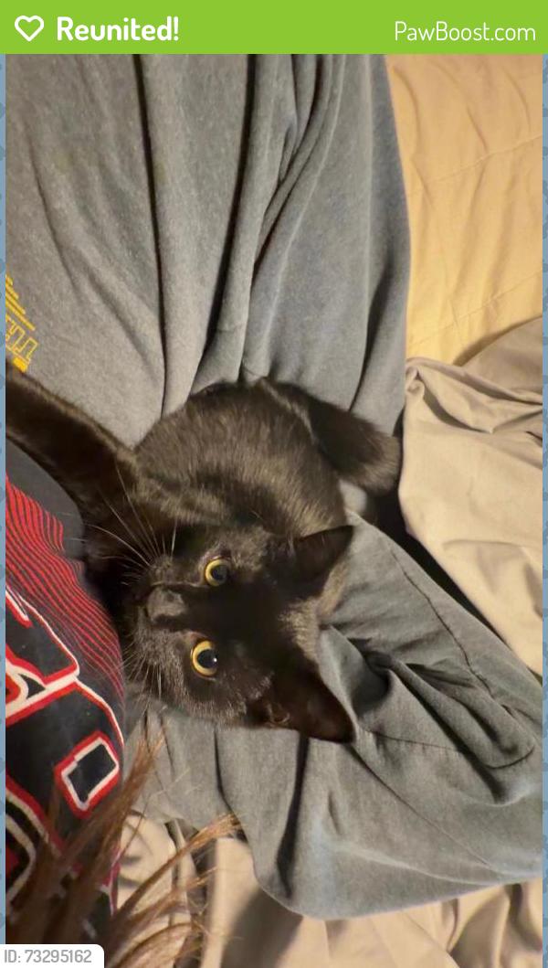Reunited Female Cat last seen Forest Edge Elementary school and Lacy Rd, Fitchburg, WI 53711