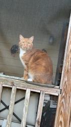 Reunited Male Cat last seen Near Milgray Ln, Calera, AL 35040, USA, Calera, AL 35040