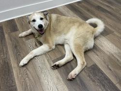 Reunited Male Dog last seen Dollar General at N Elm and W Windsor Dr, Denton, TX 76207