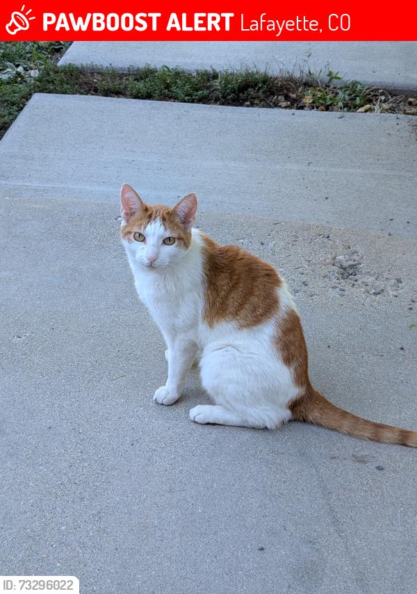 Lost Male Cat last seen Lafayette library., Lafayette, CO 80026