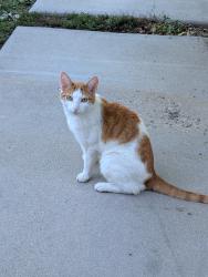 Lost Male Cat last seen Lafayette library., Lafayette, CO 80026