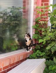 Found/Stray Female Cat last seen Daly st N, Ottawa, ON K4M 0E2