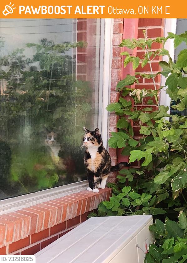 Found/Stray Female Cat last seen Daly st N, Ottawa, ON K4M 0E2