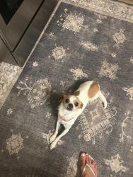 Reunited Female Dog last seen Escobar ave, Los Gatos, CA 95032