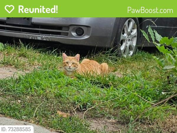 Reunited Male Cat last seen Letitia Ave, Baltimore, MD 21230