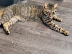 Found/Stray Unknown Cat last seen Us 19 and Klosterman, Pinellas County, FL 34689