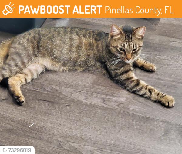 Found/Stray Unknown Cat last seen Us 19 and Klosterman, Pinellas County, FL 34689