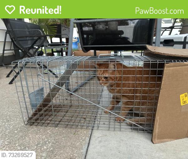 Reunited Male Cat last seen Donaldson Dr and Holston Way, wedgewood groves Orlando Fl Conway neighborhood, Orlando, FL 32812